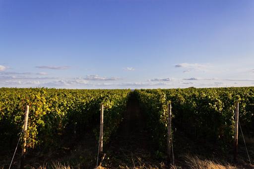 patrimoine naturel de cognac